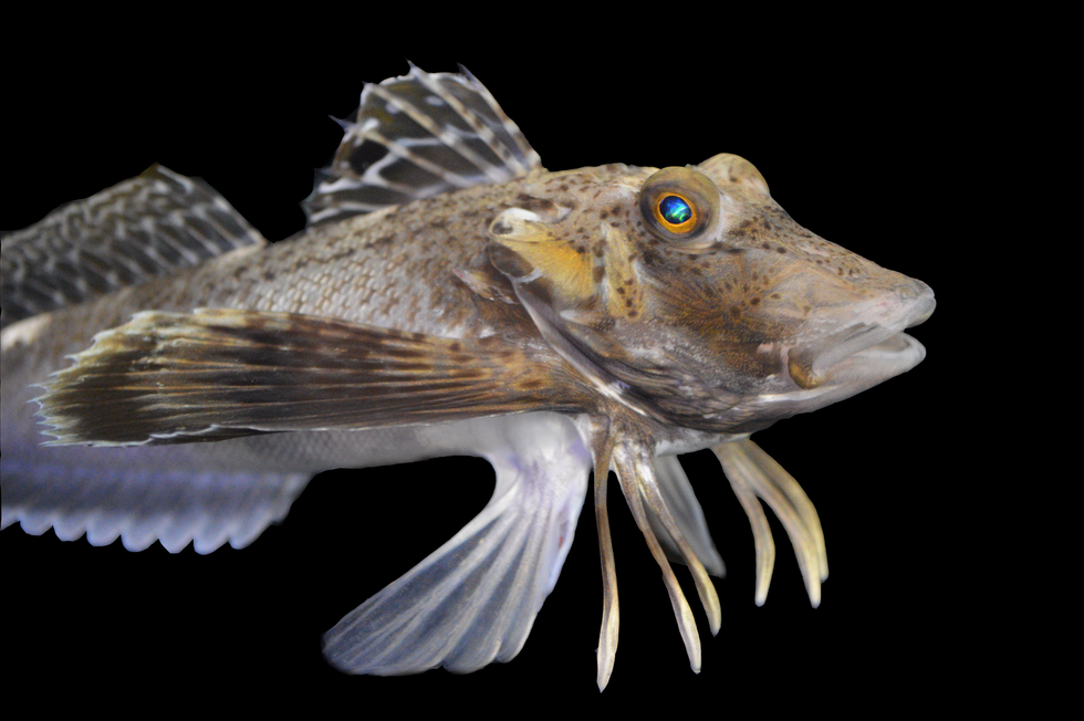 The Prionotus carolinus sea robin species