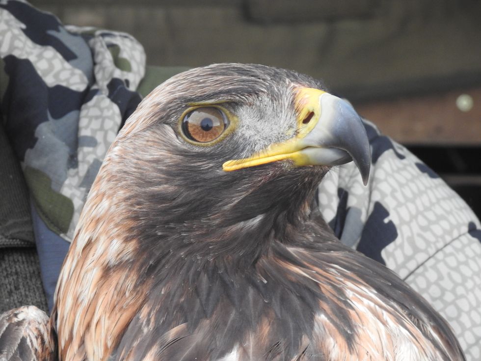 Golden eagle numbers soar to new heights in conservation project