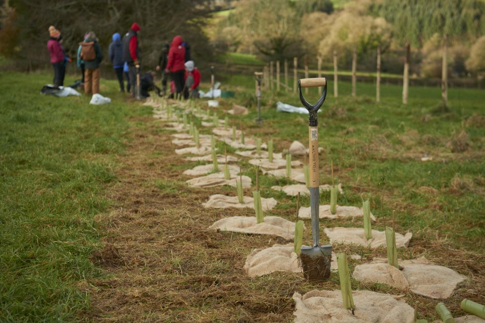 Planting of 100,000 trees will help bolster temperate rainforest in Devon