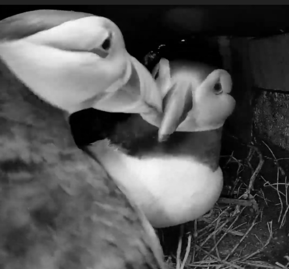 New webcam offers glimpse into lives of parent puffins on RSPB’s Coquet Island