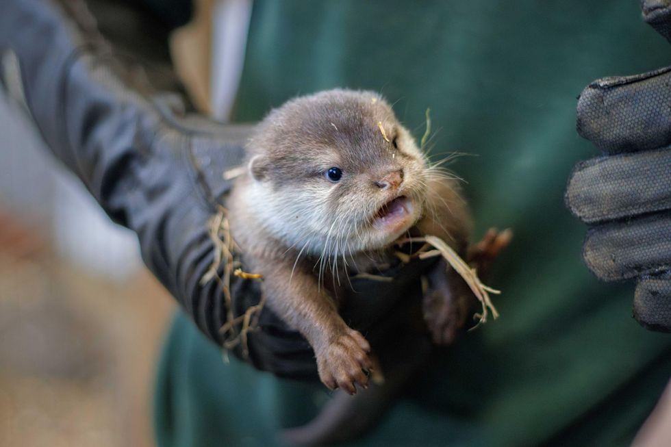 Woburn Safari Park welcomes first pup of vulnerable otter species