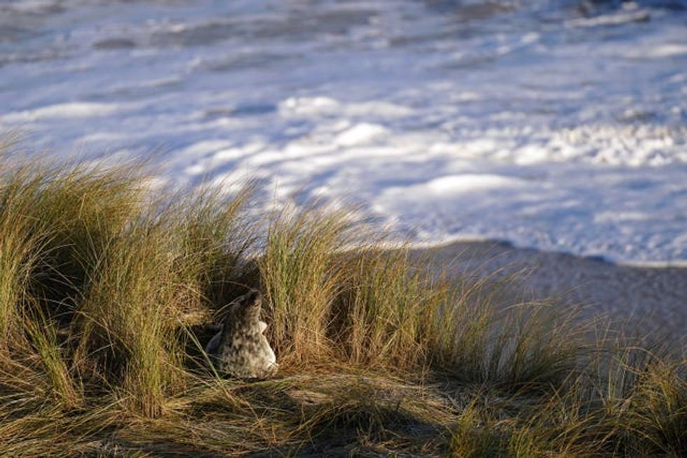The pupping season is drawing to a close at one the UK\u2019s most important sites for the mammals