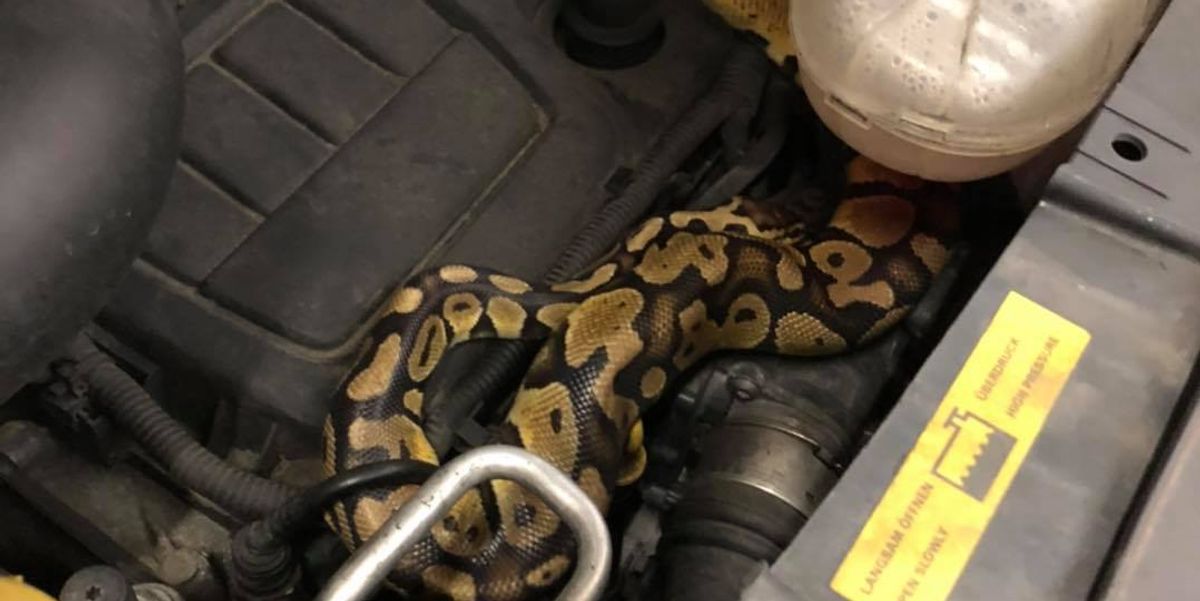 Norfolk mechanic finds live python under car bonnet during MOT | indy100