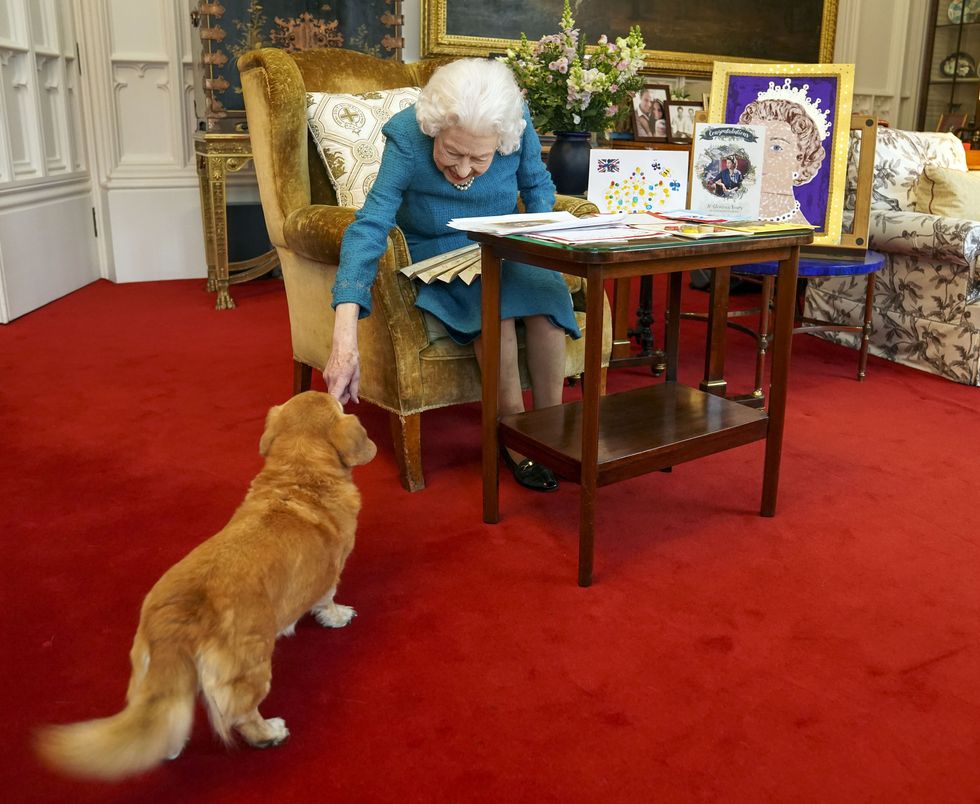 ‘I know what you want’, says Queen after pet wanders into memorabilia viewing
