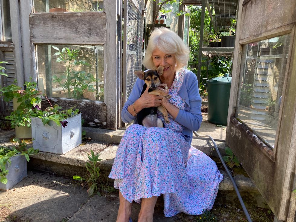 The Queen with her rescue puppy Moley sat on her knee