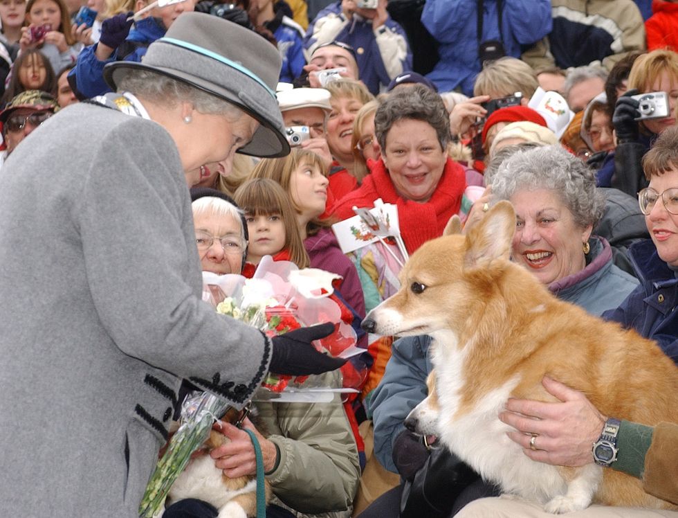 Queen’s favourite corgi breed now ‘beloved’ nationwide, says The Kennel Club