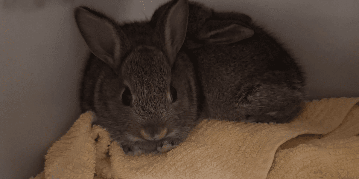 Bunnies ‘doing well’ after rescue from North Sea drilling rig | indy100