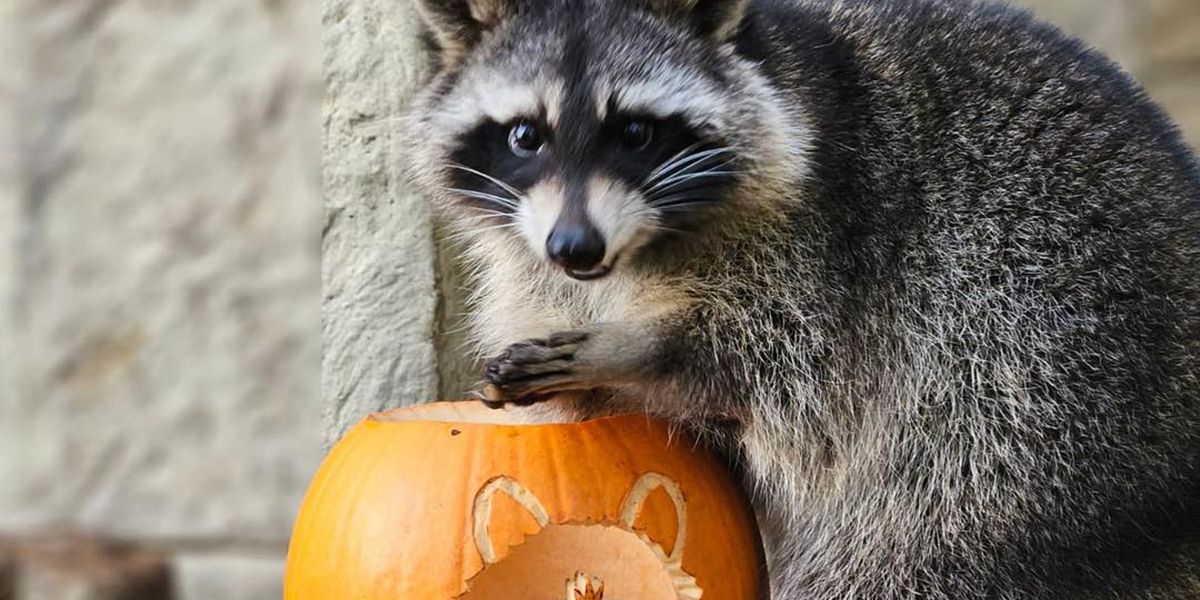 Fourth escapee racoon caught and returned to zoo | indy100