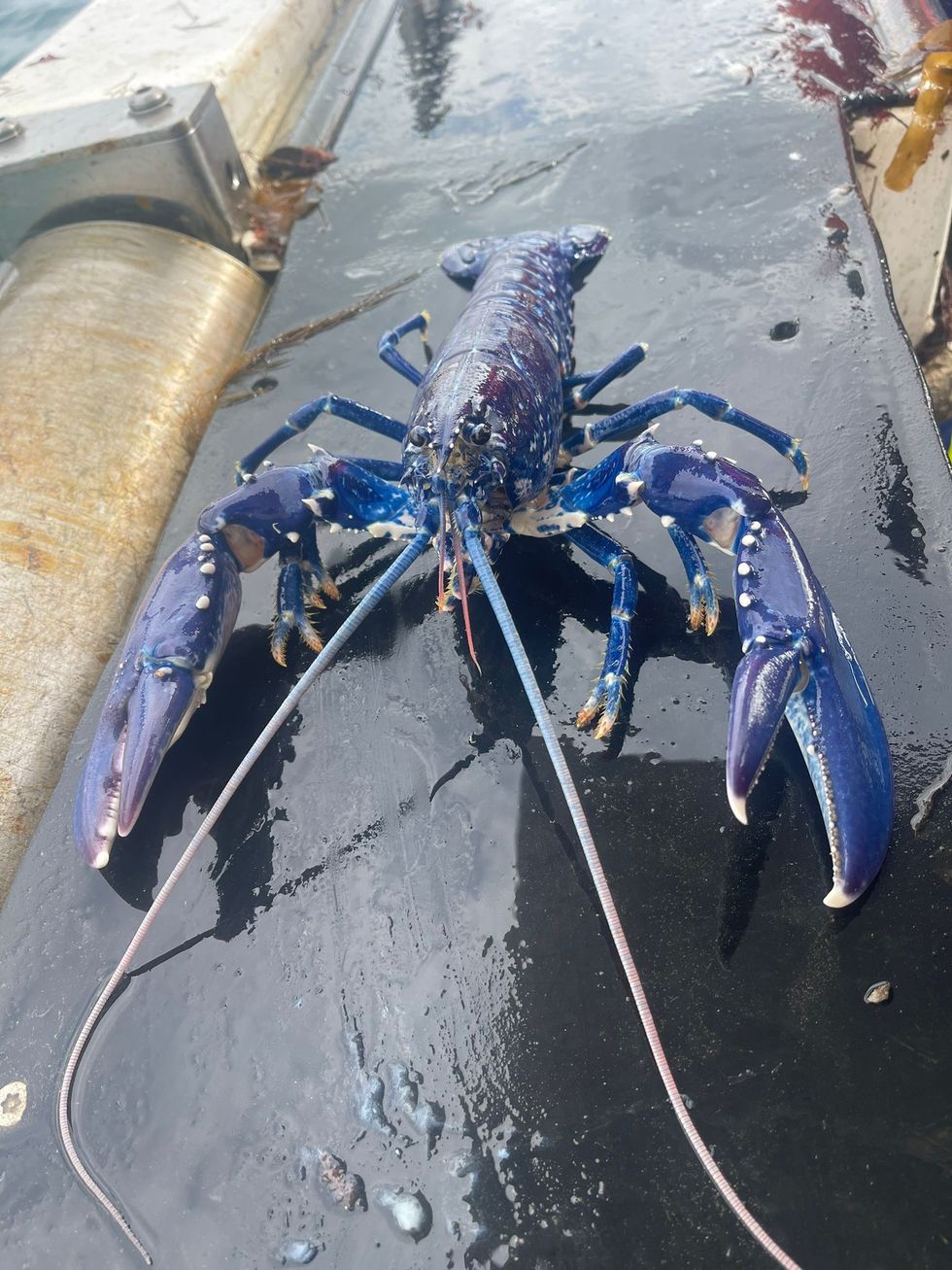 Fisherman lands catch of a lifetime blue lobster – for the second time