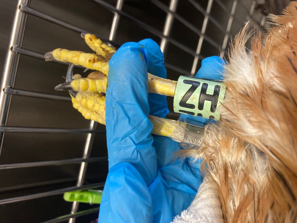 The red kite was found to be the oldest in the UK and Ireland (RSPCA/PA)