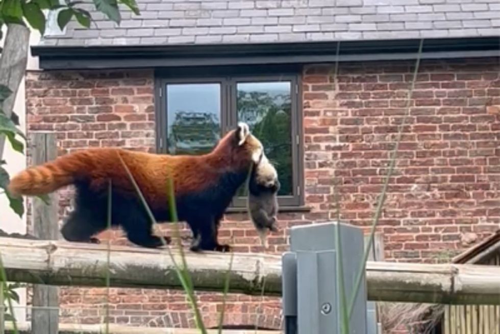 UK safari park provides first glimpse of its first-ever red panda cub