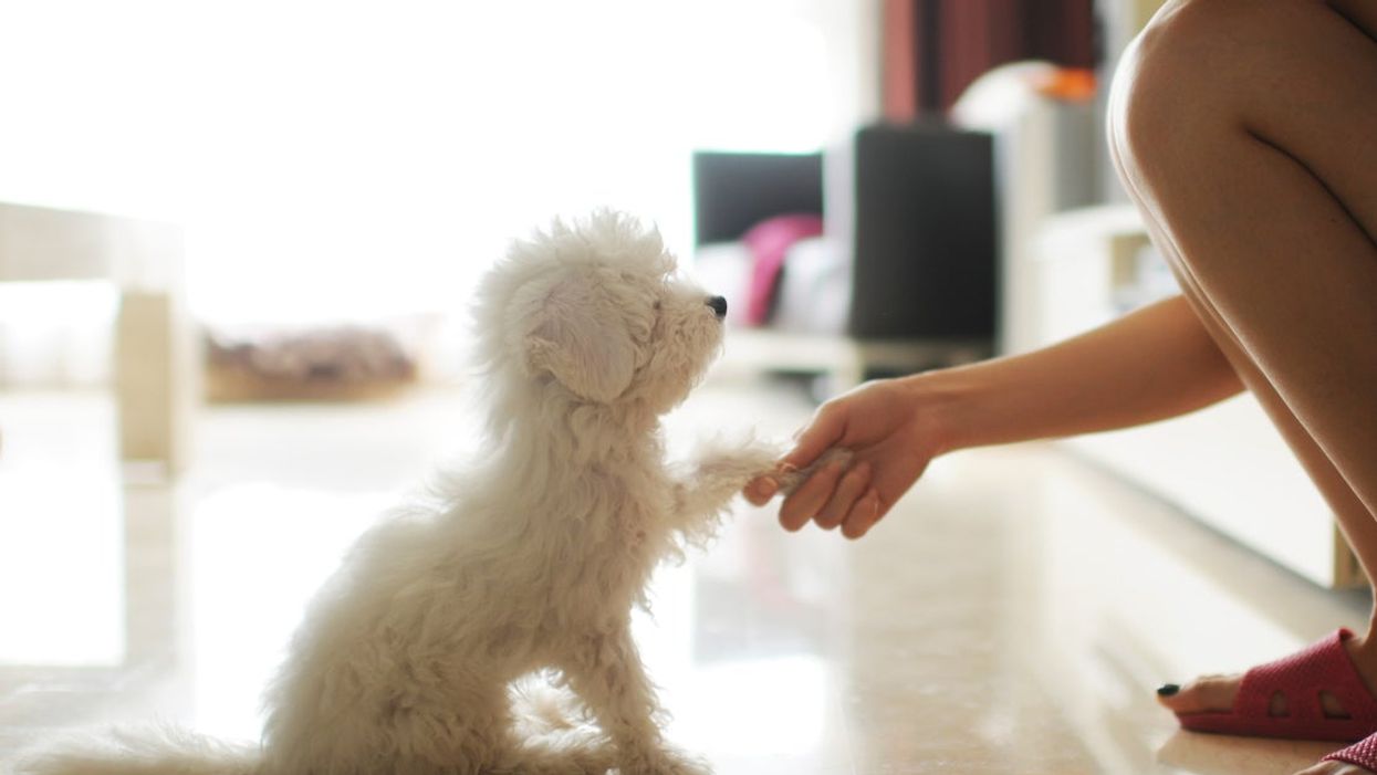 <p>The Reddit user said she now loves the dog ‘more than anything’</p>