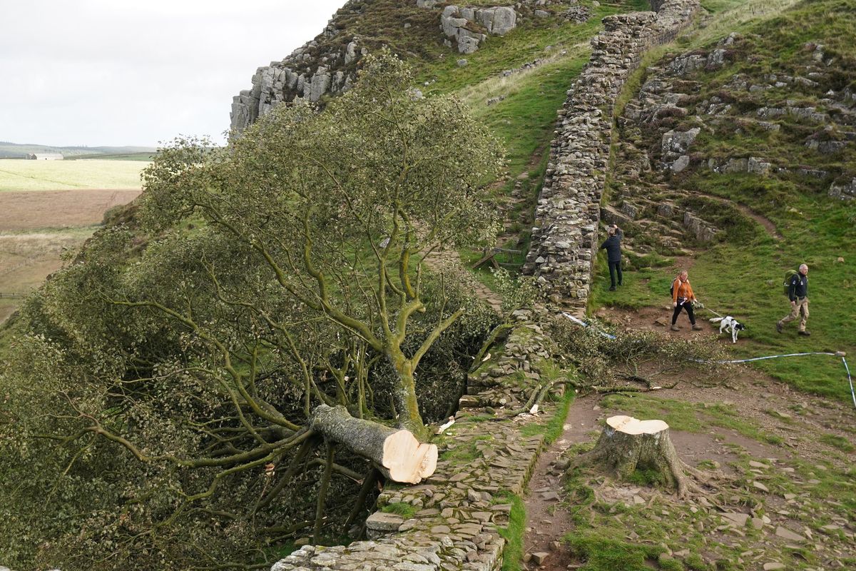 Sycamore Gap stump could contain 'chemical fingerprint' of culprit, police believe