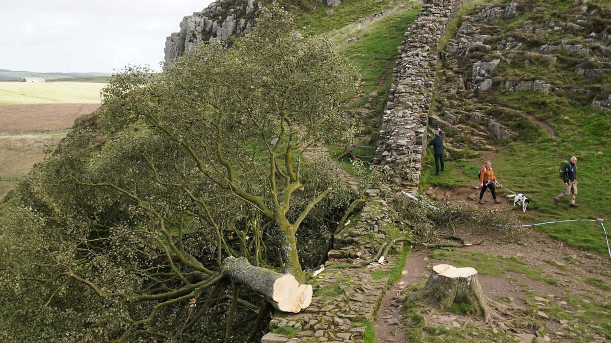 Sycamore Gap stump could contain 'chemical fingerprint' of culprit, police believe