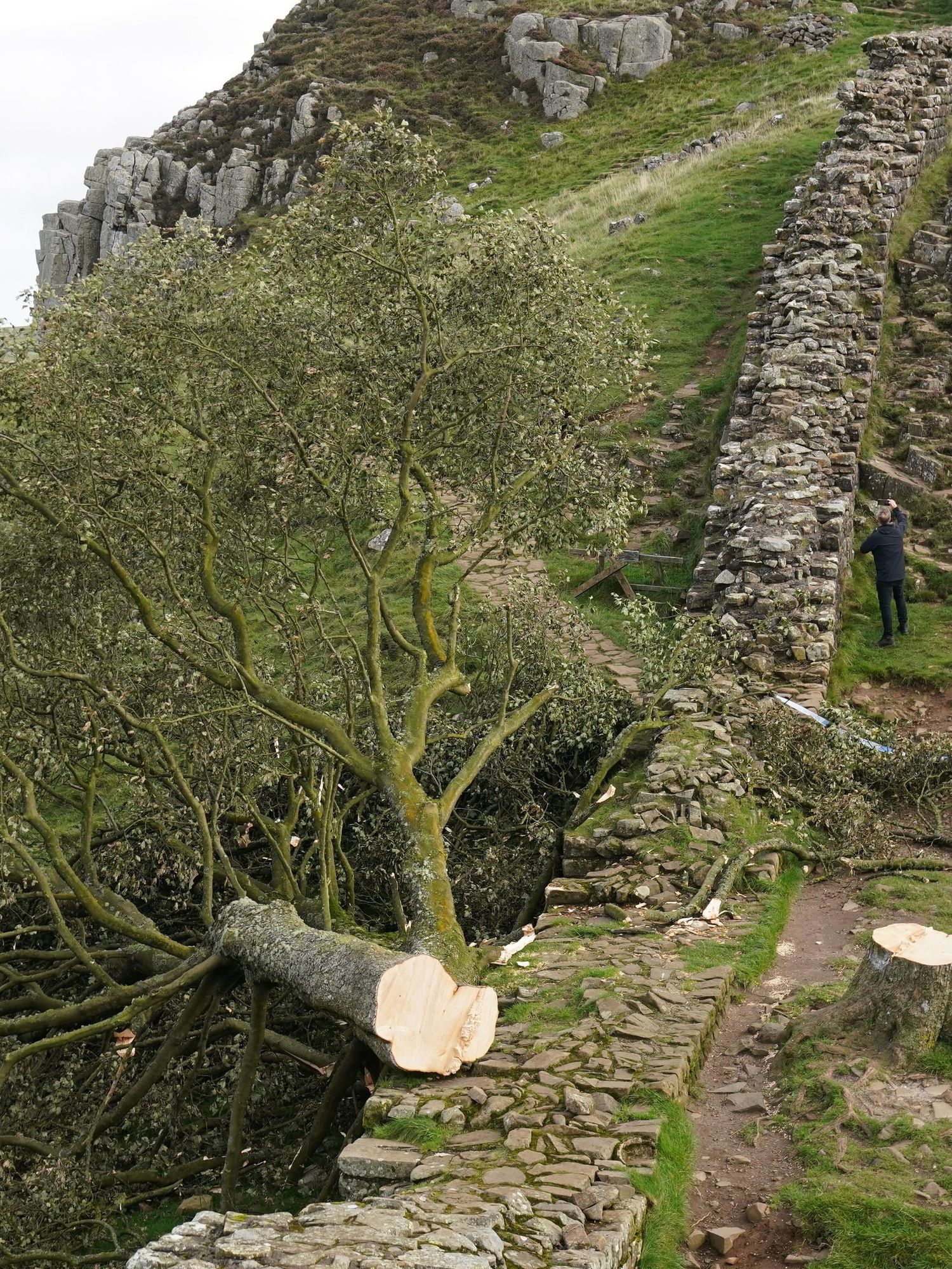 Sycamore Gap stump could contain 'chemical fingerprint' of culprit, police believe