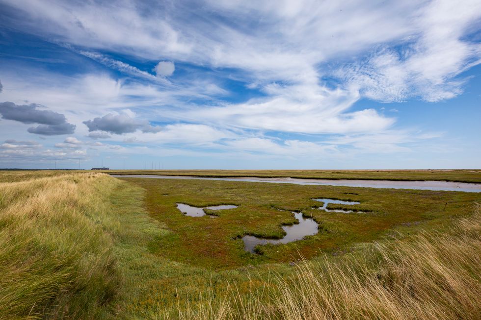 Bumper year for breeding birds at key coastal nature reserve – National Trust