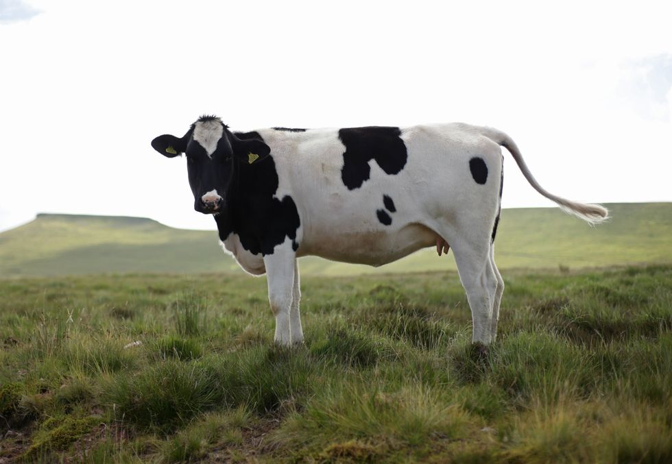 The researchers hope to potty-train more cows (Yui Mok/PA)