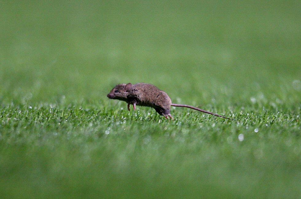 The researchers proposed that similar social factors and biochemical mechanisms were evident in humans learning motherhood (Martin Rickett/PA)