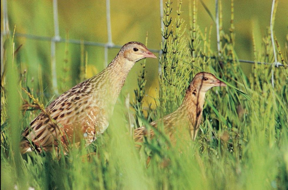 Number of corncrakes in Scotland increases for first time in five years