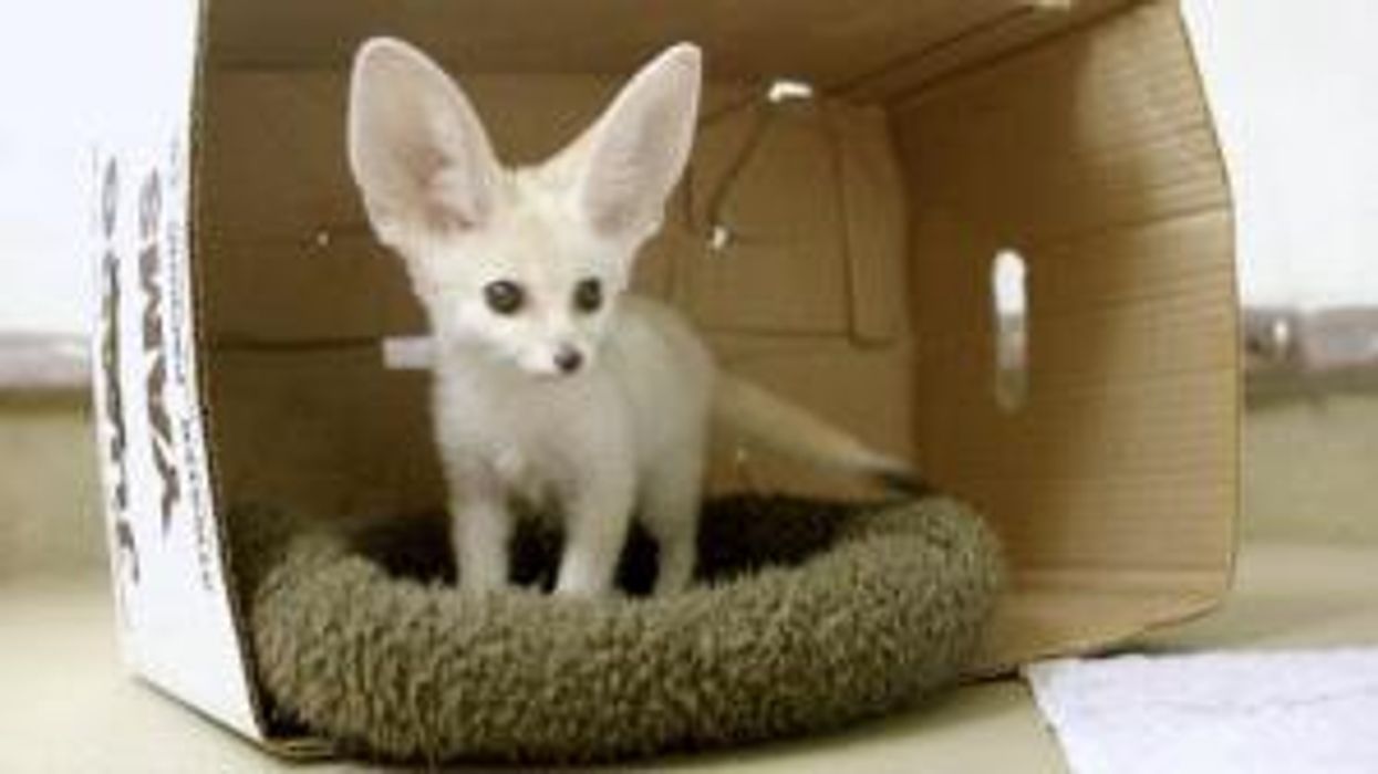 Lawyer quits $75k job to become pet psychic and speak to animals 'alive and dead'