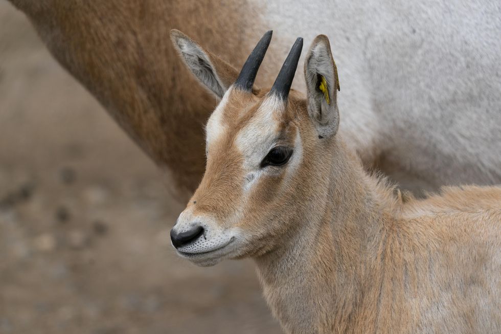 Hampshire zoo helps bring rare antelope back from brink of extinction