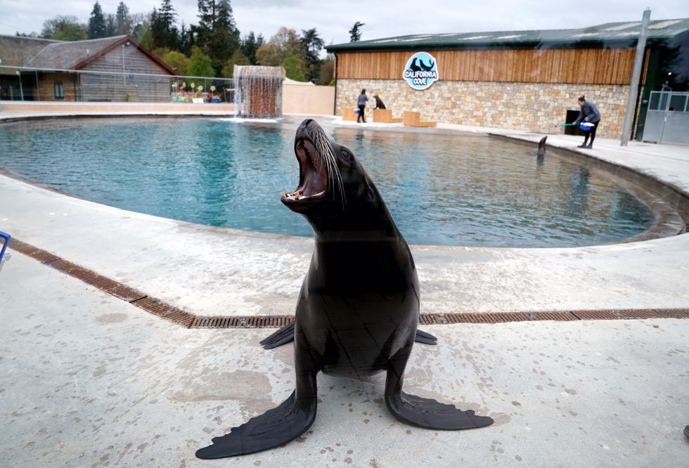 Scottish safari park reveals upgrade to home for resident sea lions