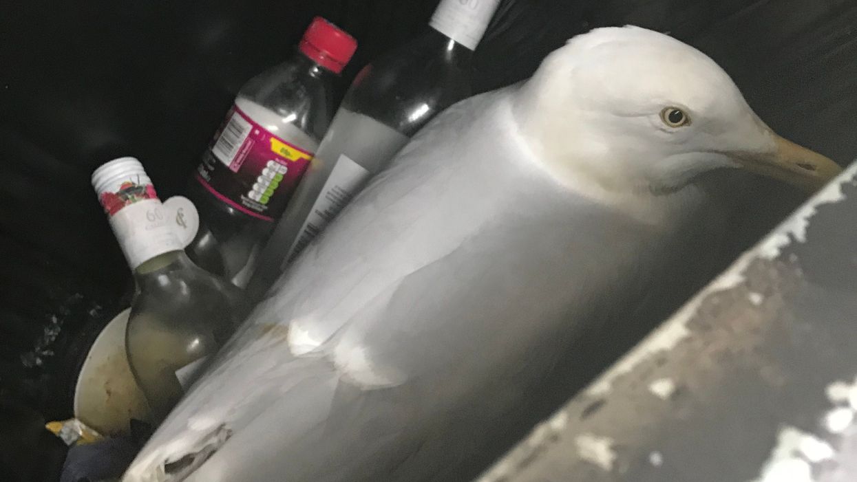 The seagull in the bin