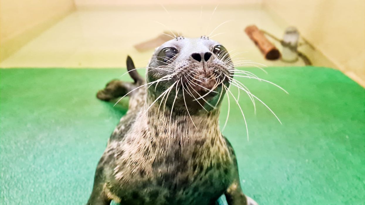 The seal is being cared for by the Scottish SPCA (Scottish SPCA/PA)