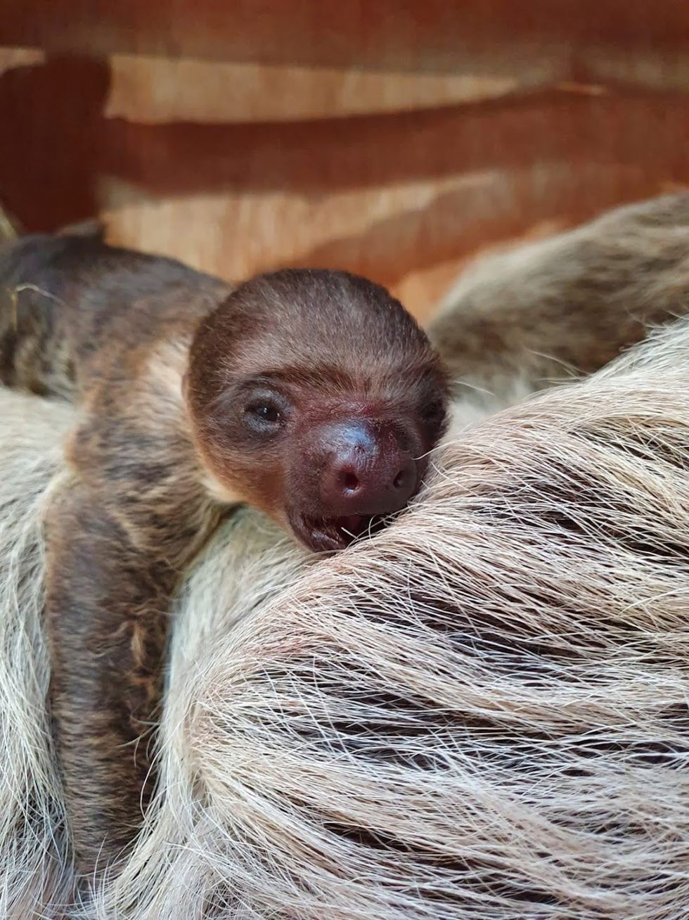 Baby sloth takes keepers by surprise at zoo