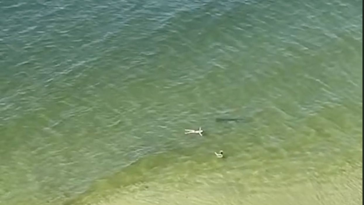 <p>The shark circles the swimmers who were completely oblivious </p>