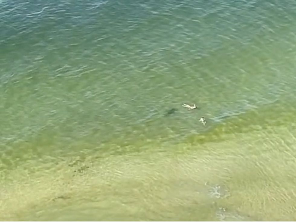 The shark initially appeared to swim away before changing direction back to the pair of swimmers