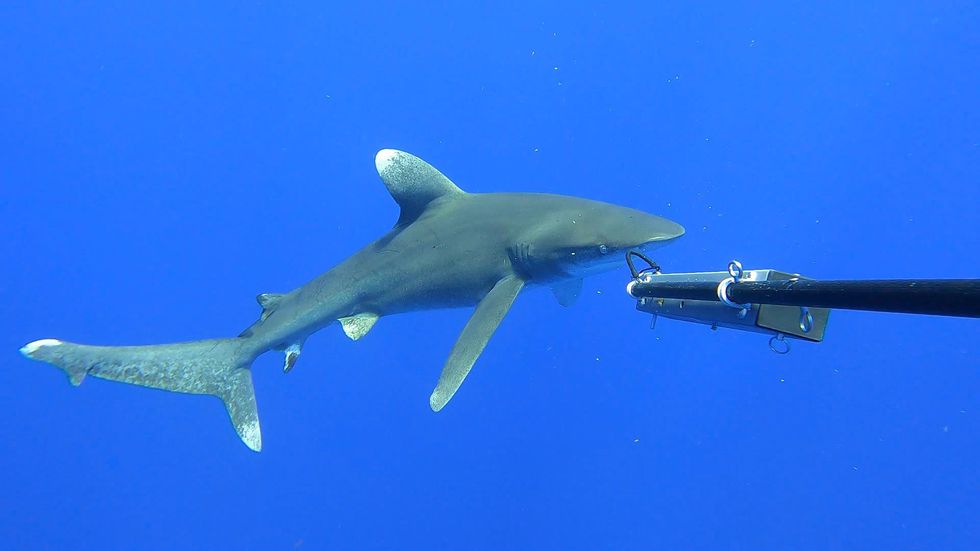 Rare on-screen glimpse of critically endangered oceanic whitetip shark