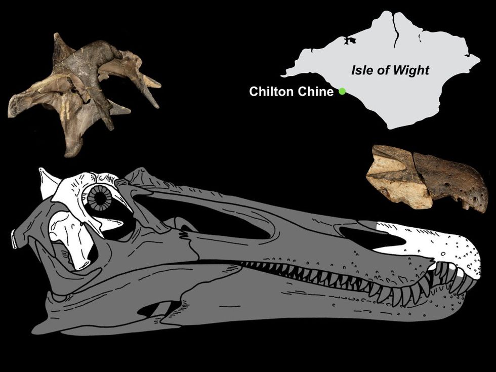 The skull of the Ceratosuchops (Chris Barker and Dan Folkes)