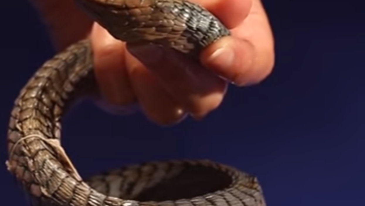 The small but deadly Boomslang injects a venom into its victims that is more potent than that of a cobra