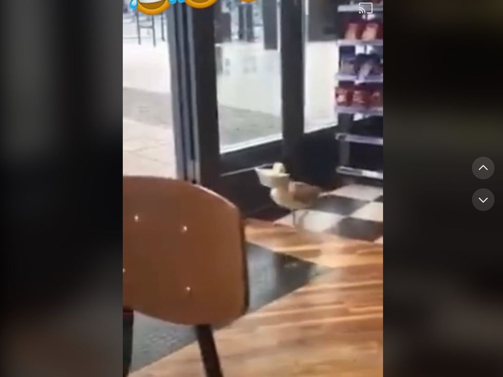 The smug seagull secures his snack and waddles back out