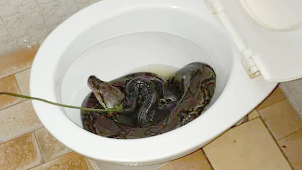 https://www.indy100.com/media-library/the-snake-was-discovered-in-the-toilet-following-biting-the-homeowner-on-the-bum.png?id=28058842&width=1245&height=700&quality=85&coordinates=0%2C191%2C0%2C191