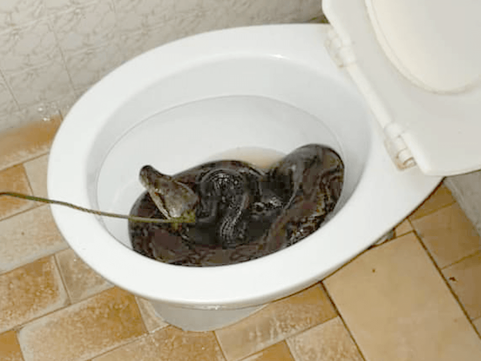 <p>The snake was discovered in the toilet following biting the homeowner on the bum</p>