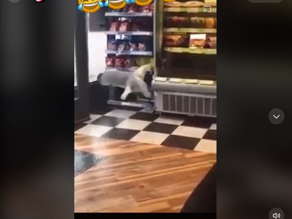 The sneaky gull had an acquired taste as he was spotted making a leap for the second shelf