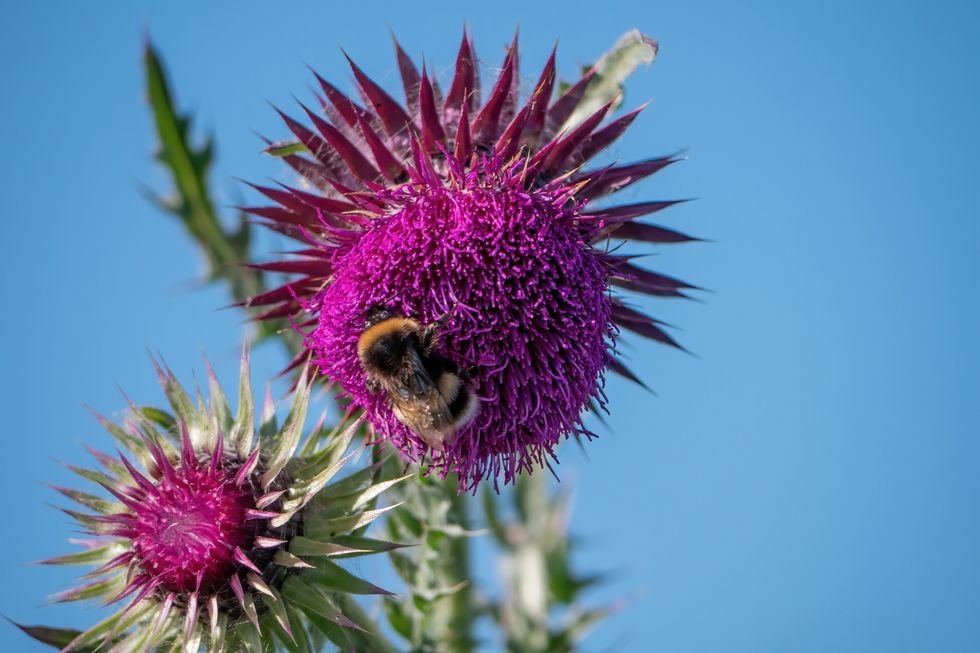 ‘Vital’ bee populations boosted by national park wildflower corridor scheme