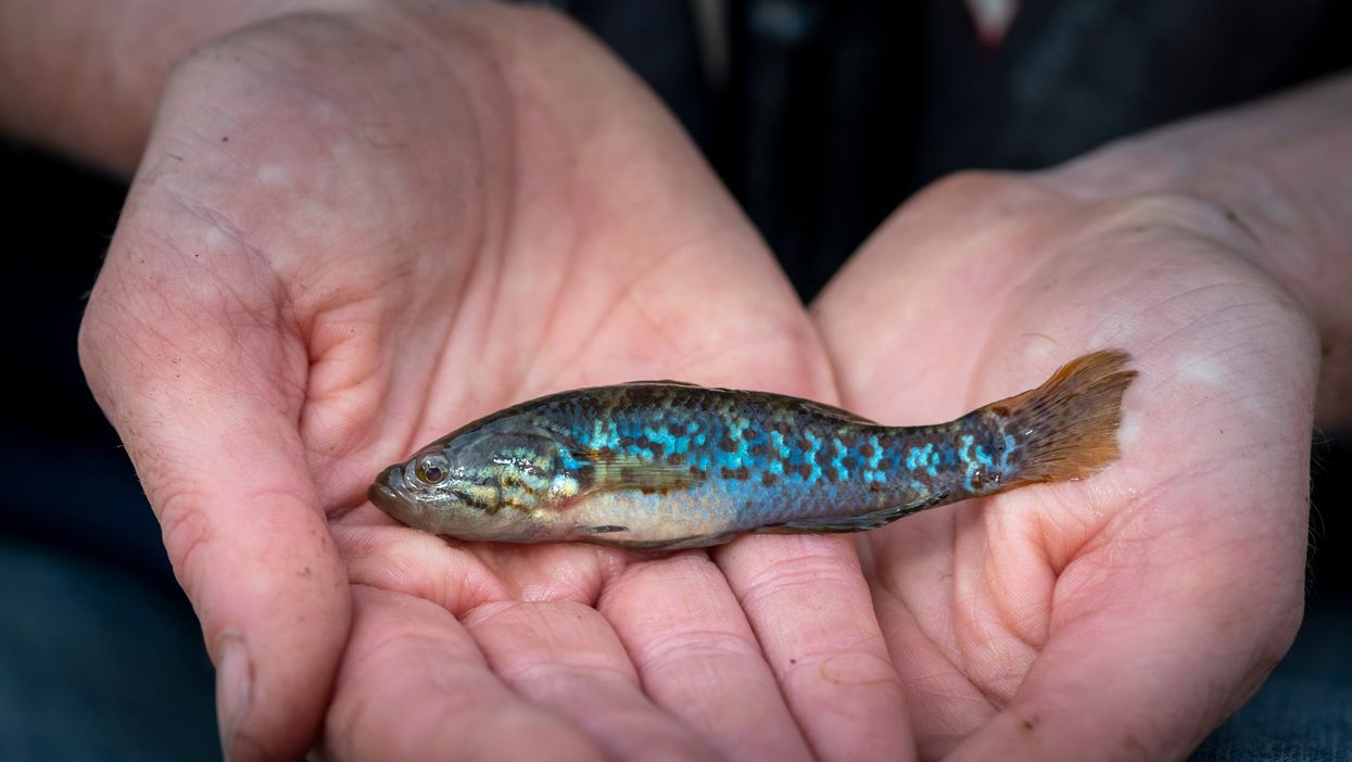 The southern purple spotted gudgeon