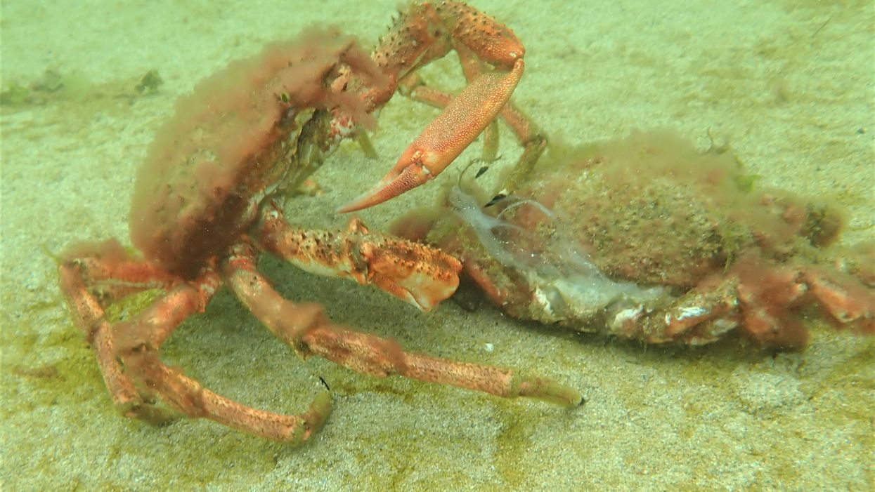 The spectacle takes place as the crabs moult to grow a new outer shell (Matt Slater/Cornwall Wildlife Trust/PA)