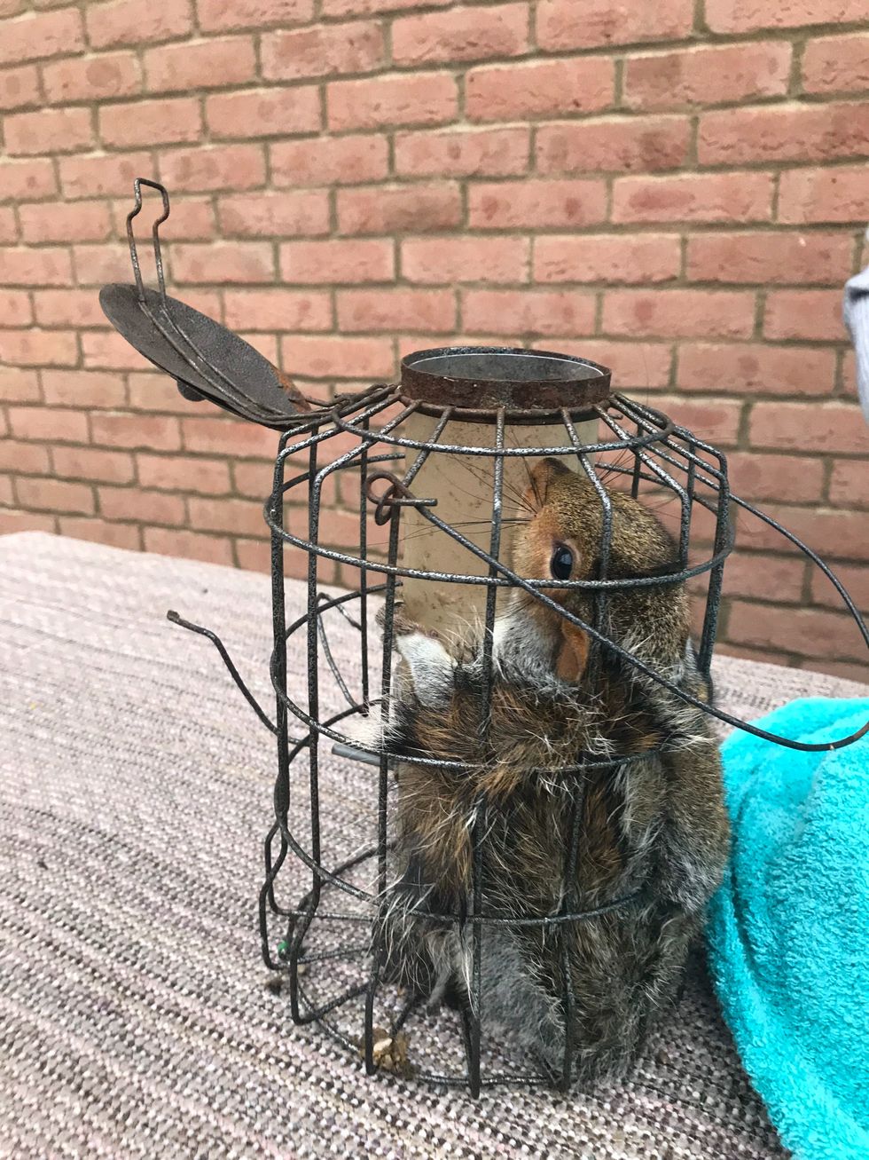 The squirrel (RSPCA/PA)