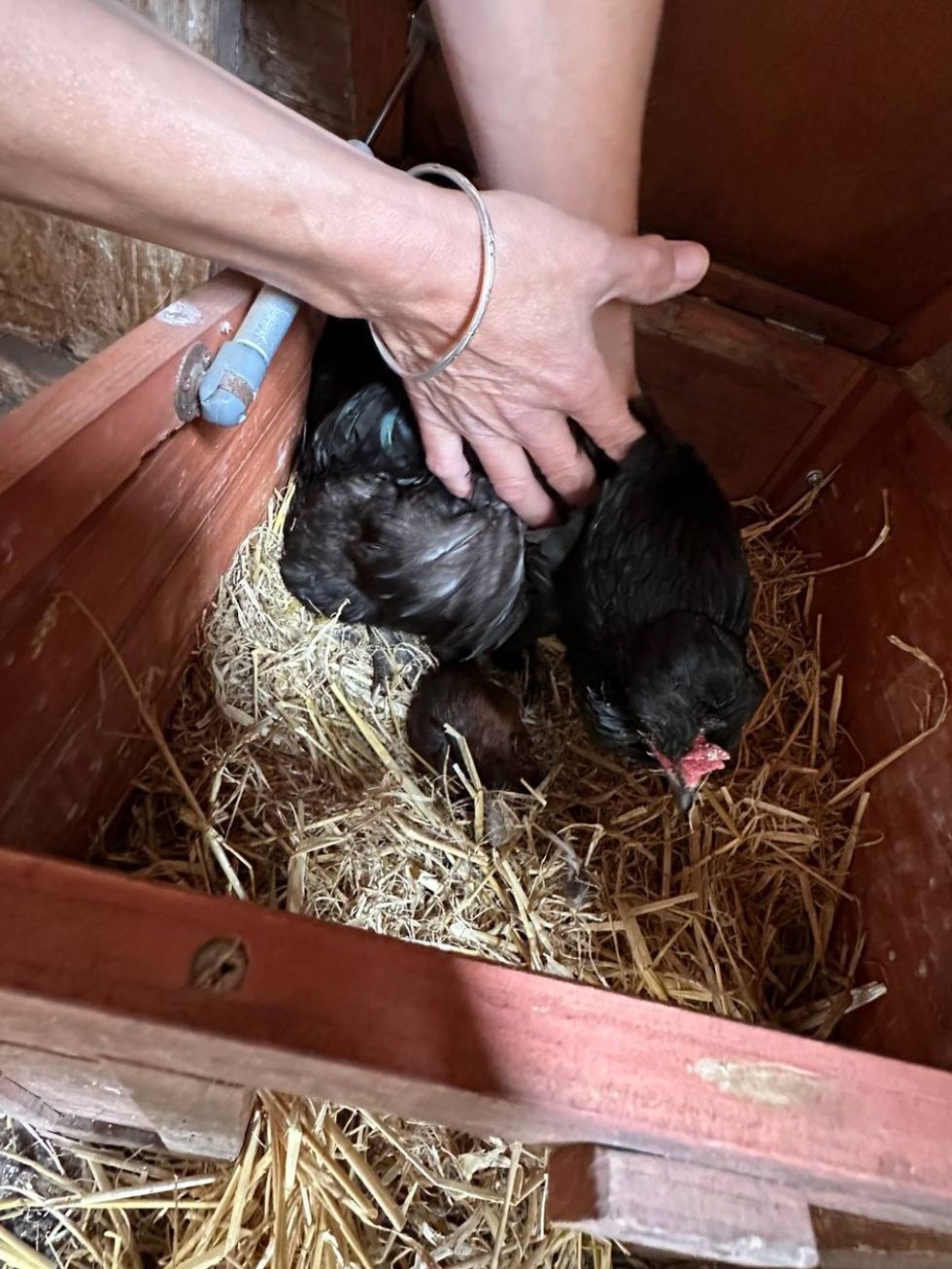 Baby squirrel ‘adopted’ by hen rescued by animal welfare charity