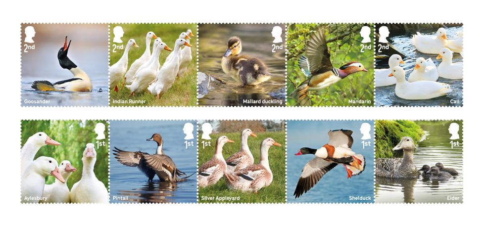 Royal Mail issues quacking collection of stamps celebrating duck species