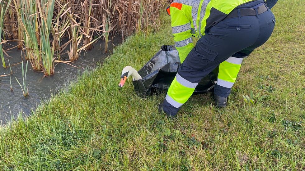 The swan being released at a lake