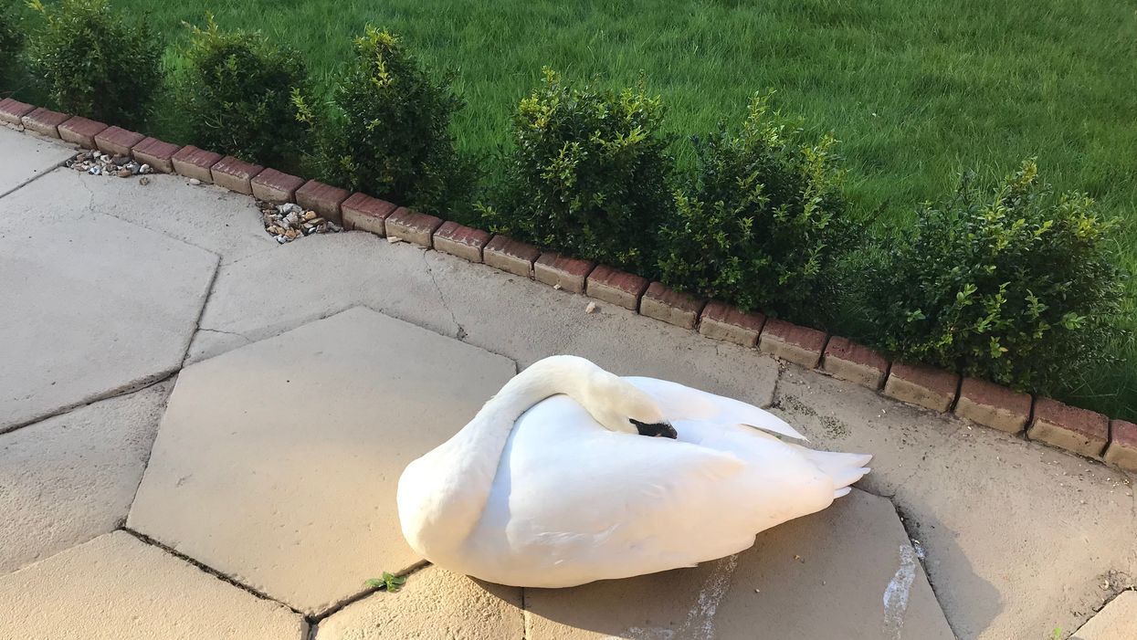 The swan crash-landed in Liverpool (RSPCA/PA)