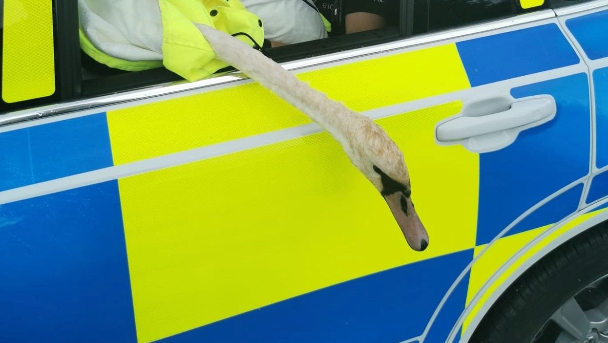 The swan was put in the back of a police car (Cambridgeshire Constabulary/PA)