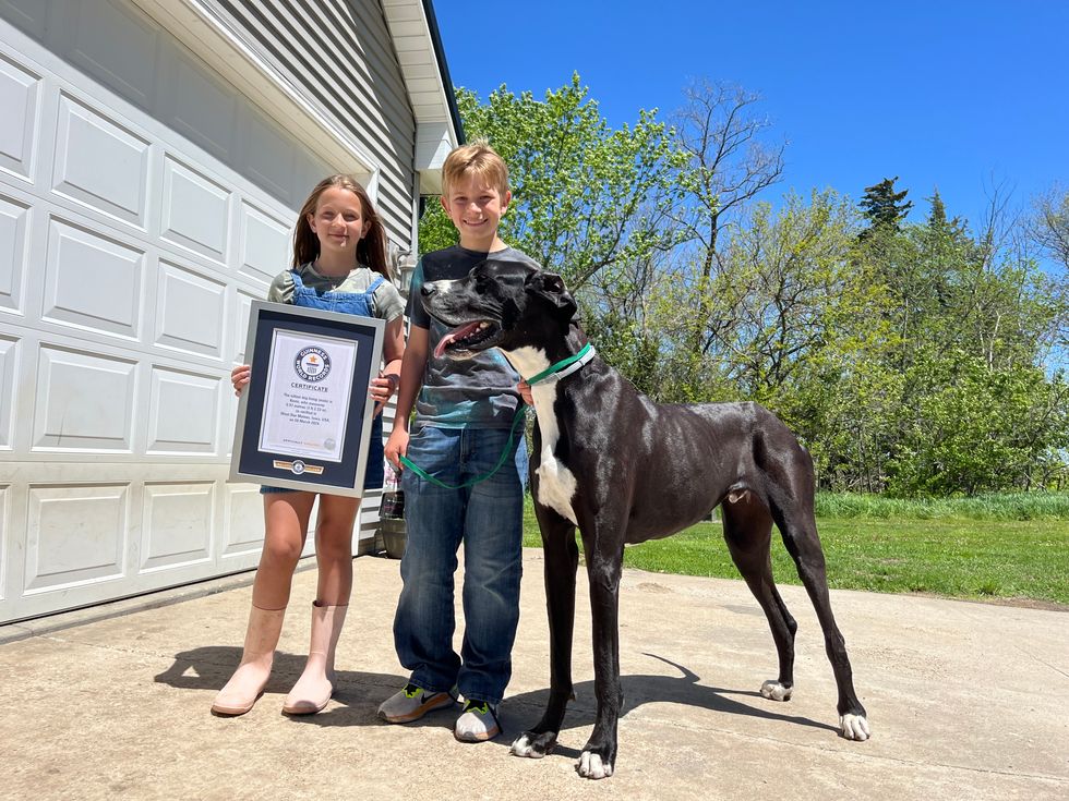 ‘Gentle giant’ great Dane achieves world record for being tallest dog