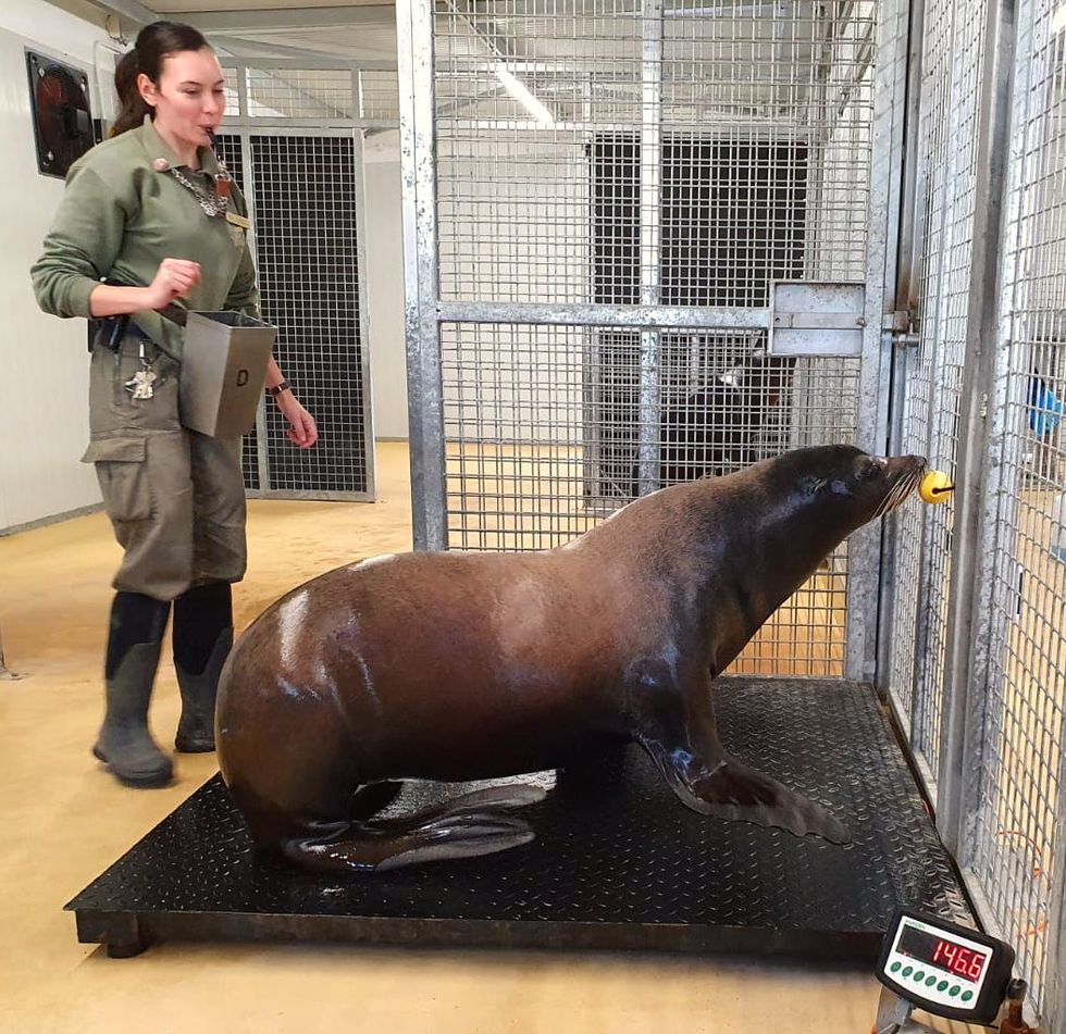 The task of weighing the park\u2019s animals involved using a lot of treats and gentle coaxing. (YWP/PA)