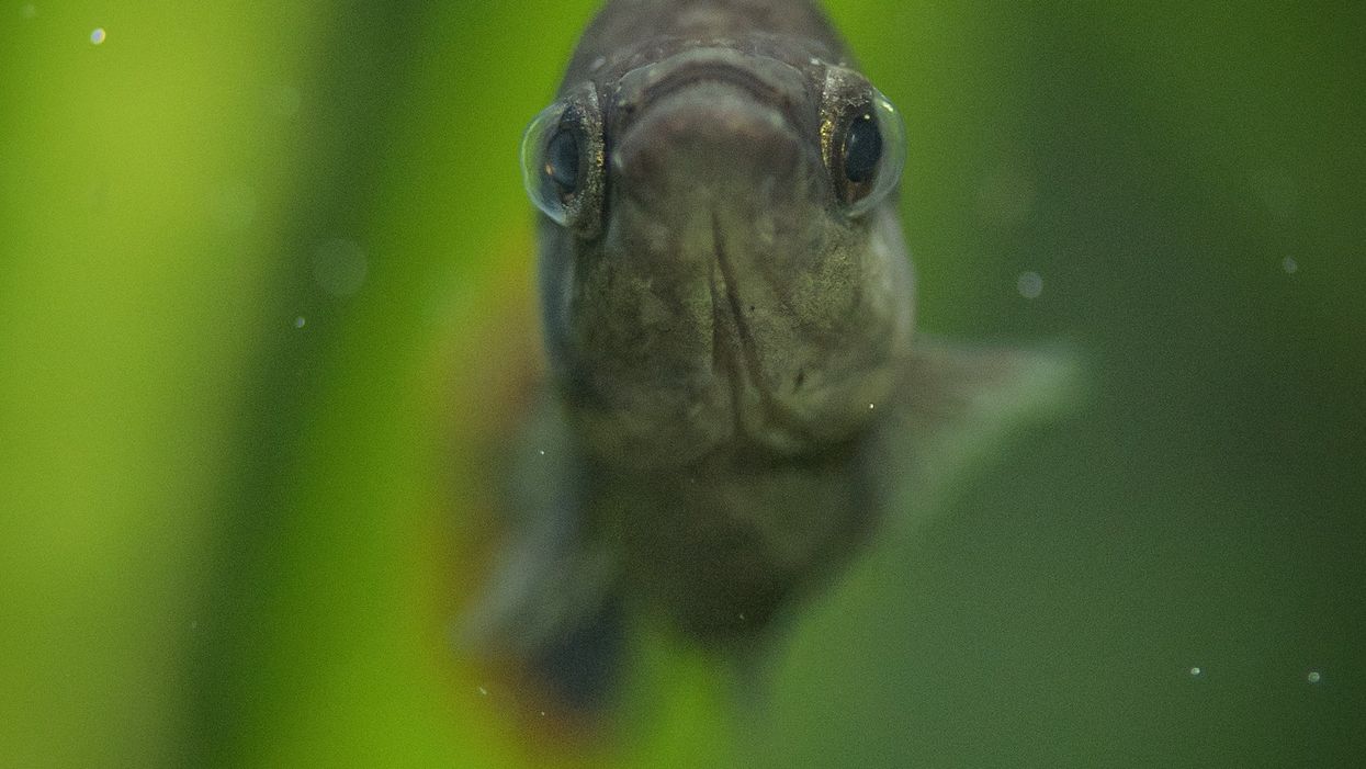 The tequila fish, which became extinct in Mexico but has now been reintroduced to the wild (Chester Zoo/PA)